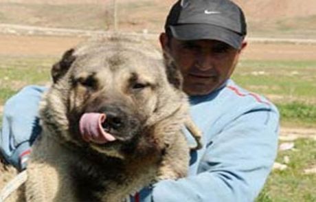 Kaybolan Köpeğini Facebook'ta Arıyor
