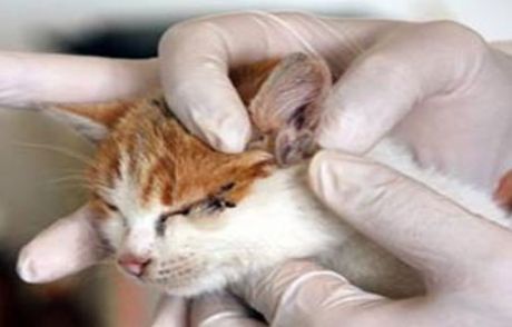 3 Kulaklı Kedi Görenleri Şaşırttı!