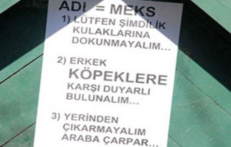 Köpek Hamile Kalınca İlanlı Tedbir Alındı