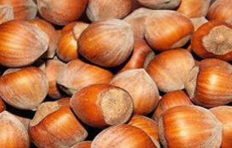 Giresun'a Fındık Borsası Müjdesi