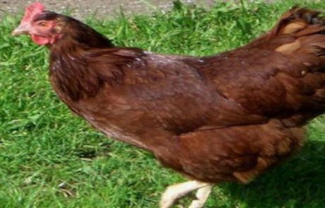 Gıda Skandalının Böylesi!