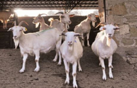 Türk Keçisinin Karakteri Araştırılıyor