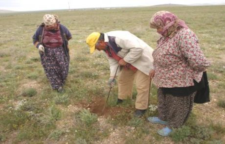 Mantar (domalan) Toplarken Dikkat