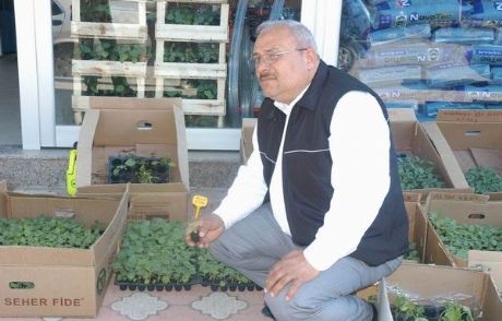 Alternatif Ürün Altın Çilek