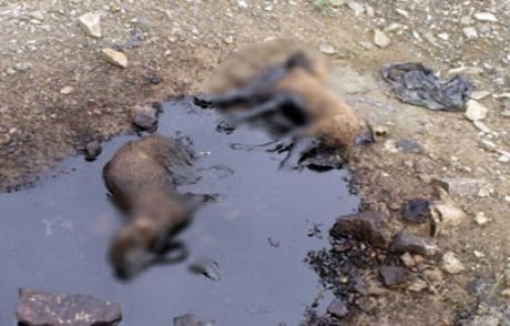 Yavru Köpeklere Ölüm Tuzağı