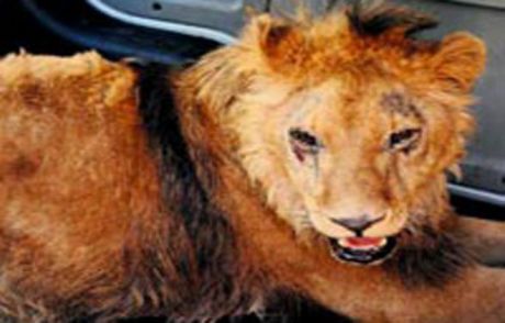 Köpek Diye Aldım, Aslan Çıktı