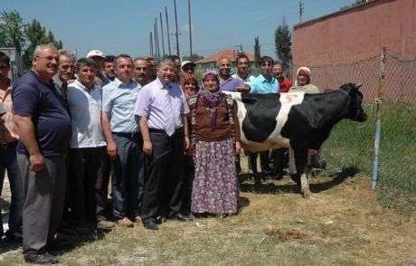Limandere'de 380 Sığır Dağıtıldı