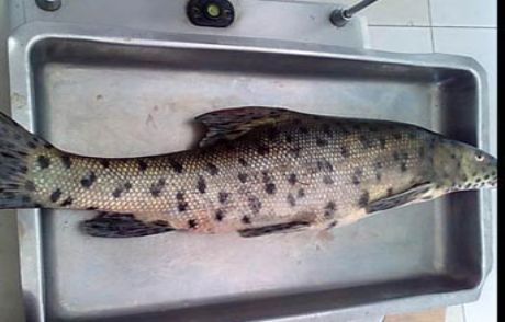 Hasankeyf'te Leopar Sazanı