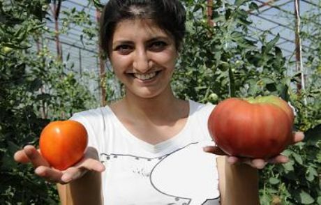 750 Gramlık Dev Domates Ürettiler