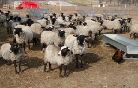 Rus Koyunlara Üst Düzey Koruma