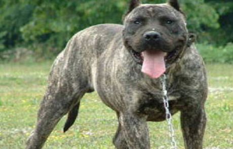 Aç Bırakılan Köpekler Sahiplerini Yedi!