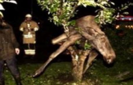 Sarhoş Geyik Ağaca Çıktı