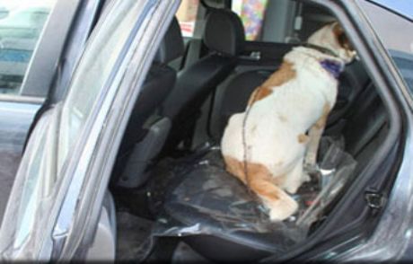 Yaralı Köpeğe 'makam' Şefkati