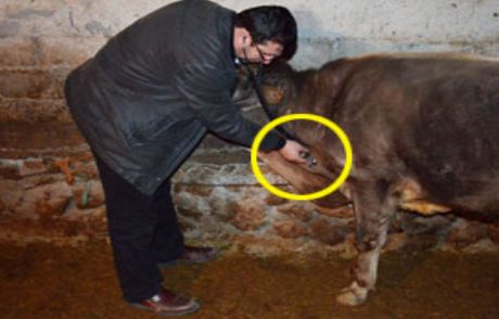 Görenleri Hayrete Düşürüyor!
