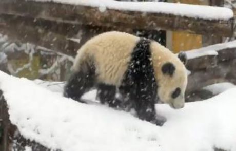 İlk Kez Kar Gören Panda