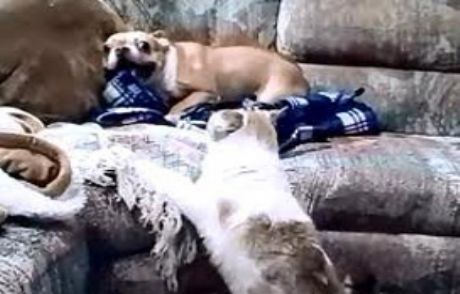İşte Dünyanın En Korkak Köpeği!