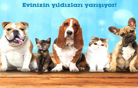 Evinizin Yıldızları Yarışıyor!