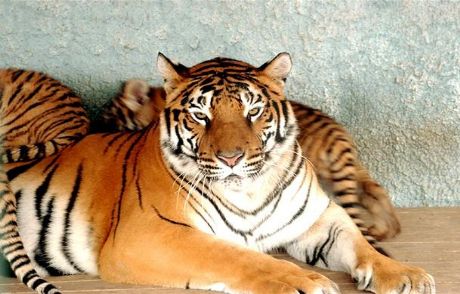 Bengal Kaplanı Dördüz Doğurdu