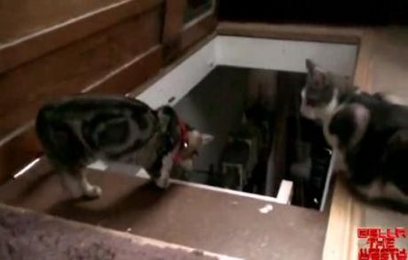 Sosyal Medyanın Kralı 'nankör Kedi'