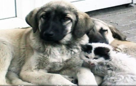 Köpekler, Niyetinizi Gözünüzden Anlıyor
