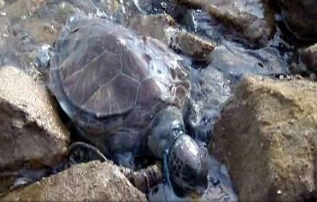 Marmaris'te Ölü Caretta Caretta Bulundu