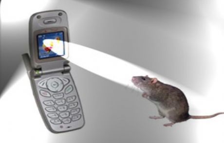 Cep Telefonu Farelerin Davranışını Bozdu