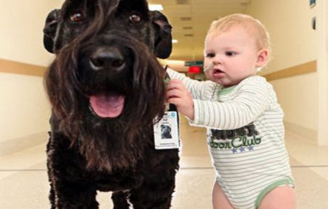 Avustralya'nın Doktor Köpeği!