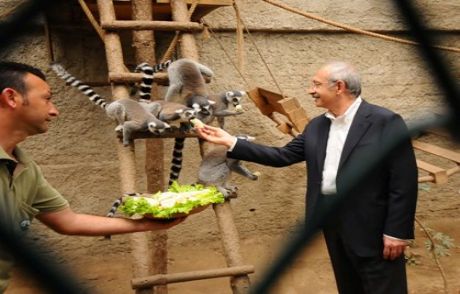 Kılıçdaroğlu Lemurları Eliyle Besledi