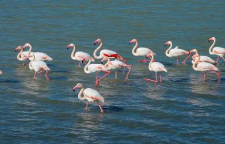 Dünyanın 3. Büyük Flamingo Adası