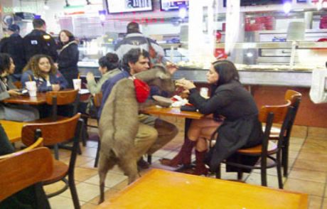 Restoranda Pizza Yiyen Keçi!