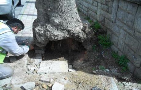 100 Çınara Restorasyon İle Tedavi