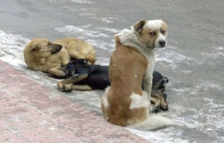Köpek Sürüsü Yoldan Geçen Kadına Saldırdı