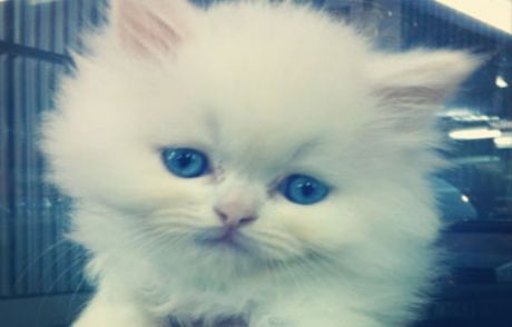 Kedi Tırmığı Hastalığı