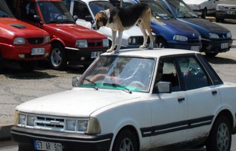 Rize'de Köpeğin Hız Keyfi!