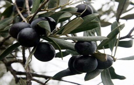 Zeytin Çekirdeğinden Yakıt