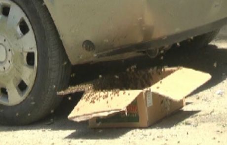 Arılar Cadde Üzerindeki Arabada Oğul Verdi