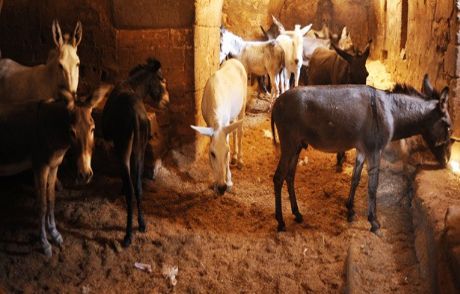 Çöpçü Eşekler Klasik Müzikle Stres Atıyor