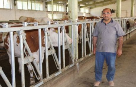 Defolu Hayvan Çiftçiyi Batırdı