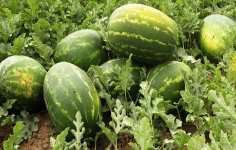 Karpuz Pekmezi, Üzüme Alternatif Oldu