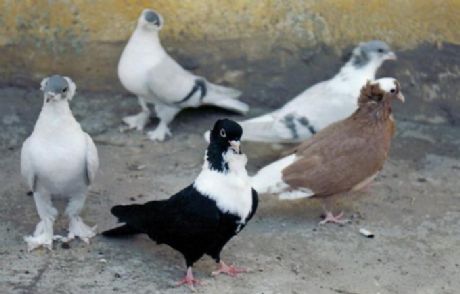 15 Bin Liraya Güvercin