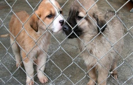 Tayvan'da Her Yıl 80 Bin Köpek Öldürülüyor