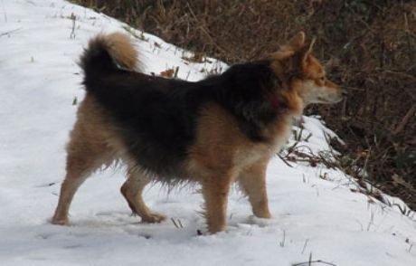 Toprağa Gömülü Kadın Cesedi Bulundu