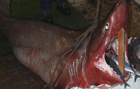 İstanbul'da Dev Bir Jaws