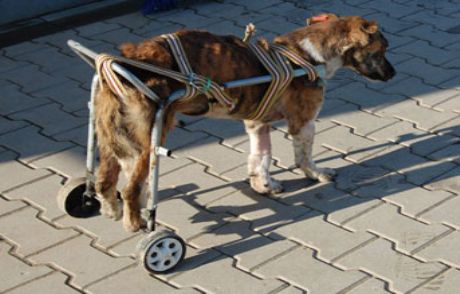 Felçli Köpeğe Tekerlekli Sandalye
