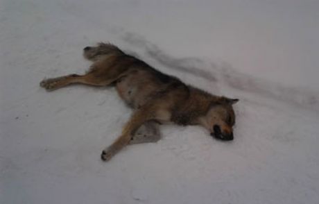Köpek Katliamına Tepki