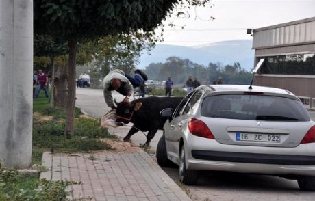 Kaçan Boğa 3 Kişiyi Yaraladı