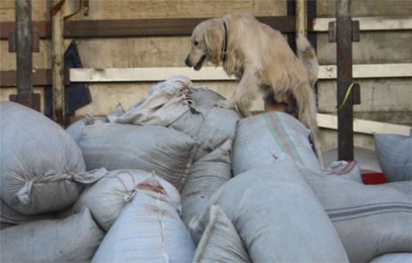 Hakkari'de 16 Ton Kaçak Çay Ele Geçirildi