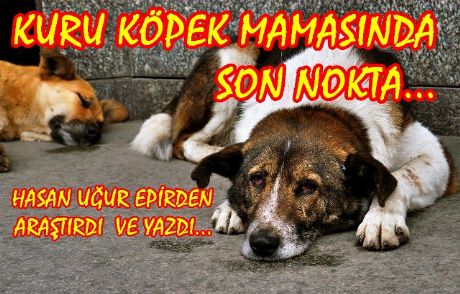 Kuru Köpek Mamasında Son Nokta