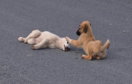 Yavru Köpekten Duygulandıran Vefa