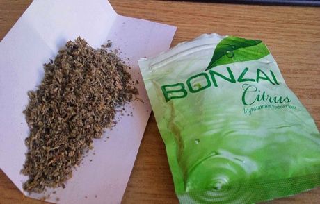 Bonzai Yine Can Aldı!